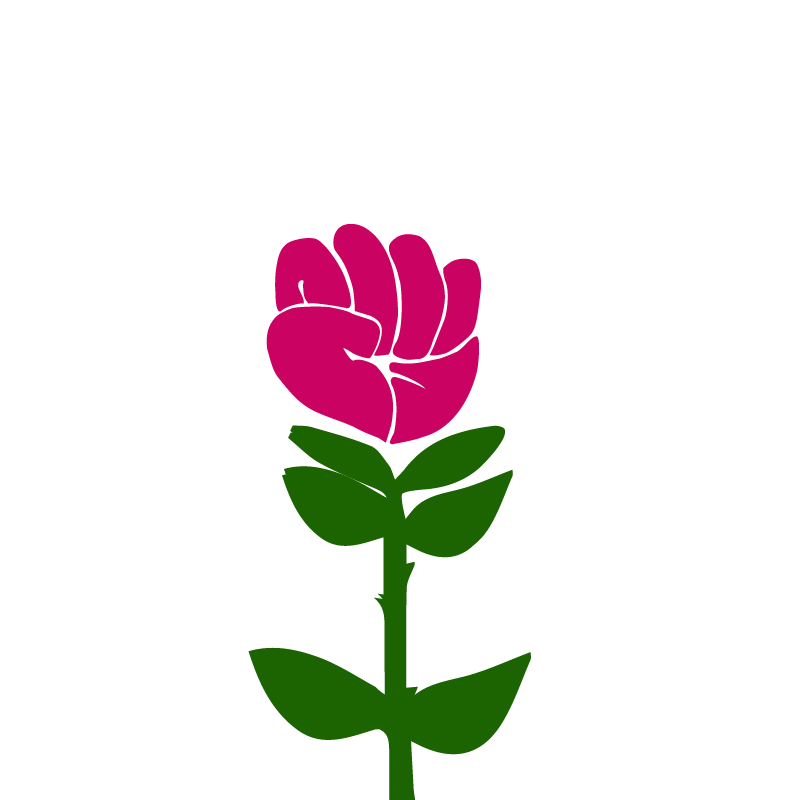 rosa completa